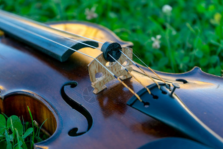 坐着在草地上拉一把小提琴的音乐器绿色木头图片