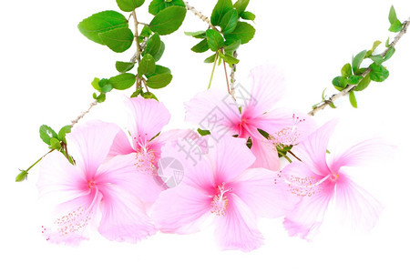 花朵多彩的粉色白背景的Hibiscus被孤立芙蓉植物群白色的图片