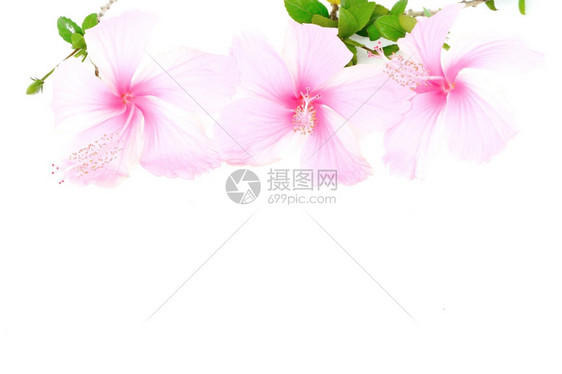 花朵多彩的粉色白背景的Hibiscus被孤立叶子夏天自然图片