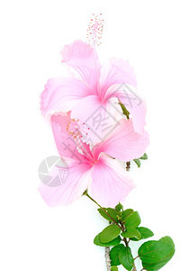 植物芙蓉花朵多彩的粉色白背景的Hibiscus被孤立花瓣图片