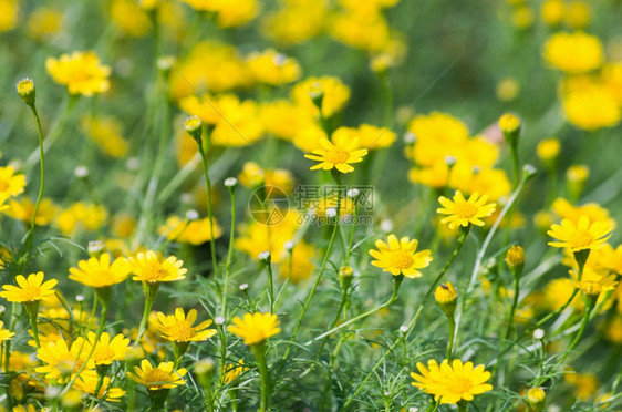 绽放自然黄色小花朵被盛放于达赫伯格黛西握住图片