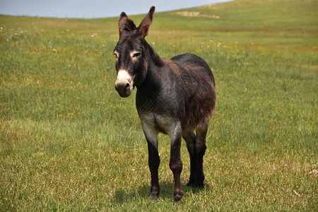 甜的棕色可爱美野驴站在草地上顽固图片