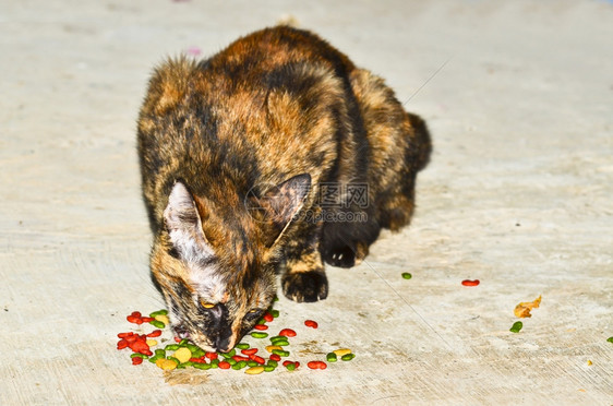 健康猫科动物碗食用图片