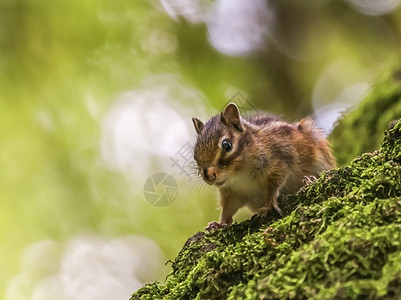 动物绿色西伯利亚或普通花栗鼠松eutamiassibiricus站立在树干上啮齿动物图片
