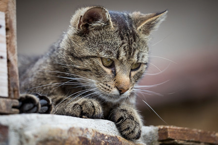 趴着休息可爱的猫咪图片