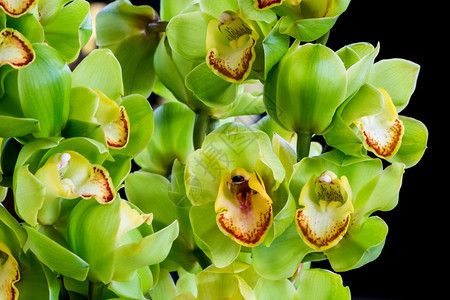 分支彩色绿兰花杂交在黑色背景上隔绝美丽的新鲜图片