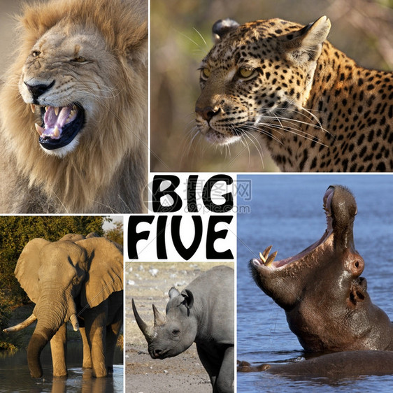 旅行艾伦博茨瓦纳大五象狮子豹河马和犀牛图片
