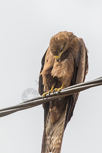 黑色Kite一个中等规模的祷告鸟在埃塞俄比亚当地被称为Amora贝特奥动物黑色的图片