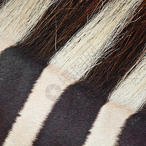 有条纹的动物皮肤常见斑马或布尔切斯克丁拉Equusburchelli带条背景纹理伯切尔萨凡纳图片