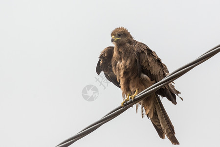 黑色的秃鹰预兆Kite一个中等规模的祷告鸟在埃塞俄比亚当地被称为Amora图片