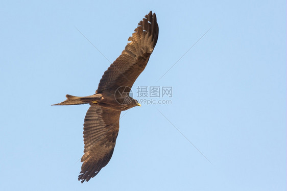 黑色Kite当地称为Amora在空中飞行鸟动物气图片