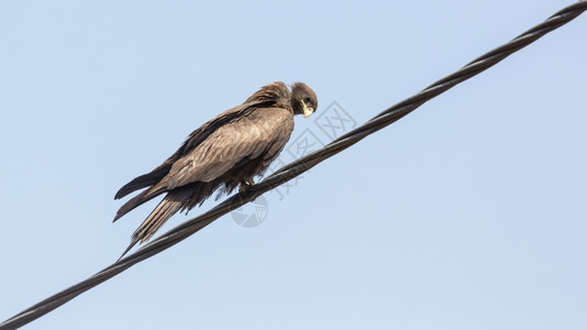 猎物移民秃鹰黑色Kite一个中等规模的祈祷鸟当地称为Amora图片