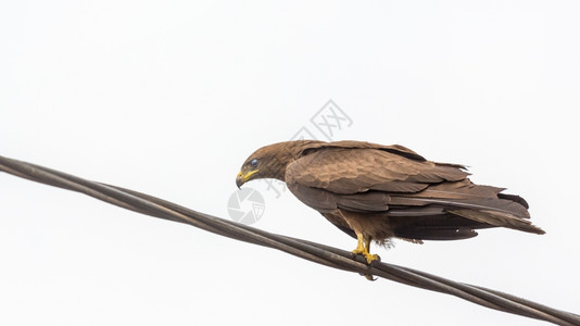 猎物已知黑色Kite一个中等规模的祈祷鸟当地称为Amora中等的图片