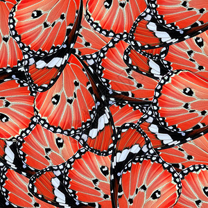 作为自然背景的蝴蝶翅膀红色异国情调物种漏洞动图片