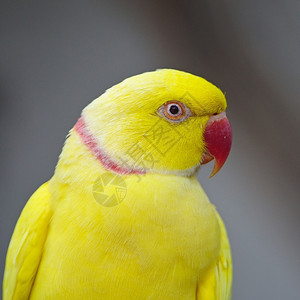 黄鹦鹉印度洋环颈帕拉凯脸部简介眼睛鸟黄色的图片