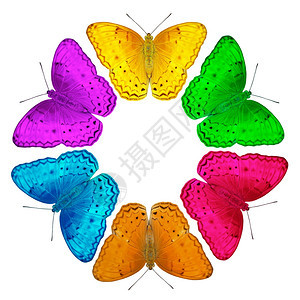 物种飞行白色背景上孤立的异国色彩蝴蝶野生动物图片