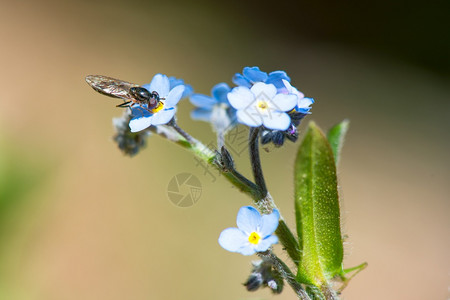 一种荒野山蜂从春天的蓝花中吸出桃子图片
