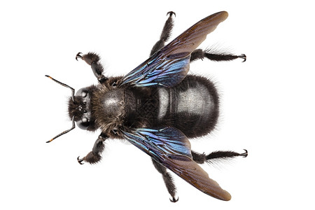 紫色炫酷无水印背景