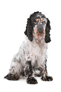 棕色的英国可卡犬在白色背景前宠物在室内图片