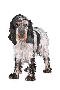猎犬在室内动物英国可卡犬在白色背景前图片