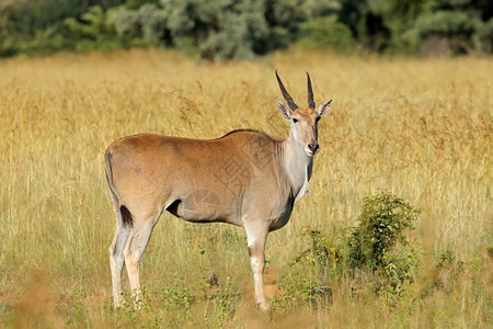 有角的南非自然栖息地的欧兰羚羊类南非生态黄芪图片