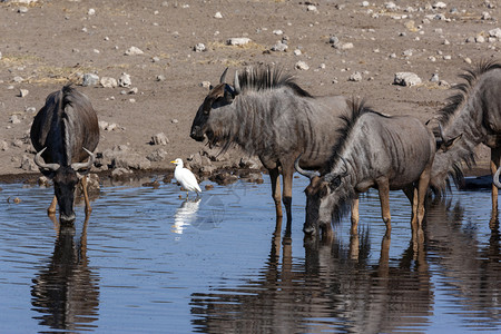 喝水的牛羚图片