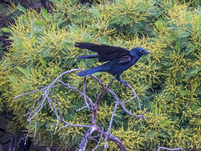 澳大利亚蓝眼乌鸦在自然栖息地掠夺智力鸟图片