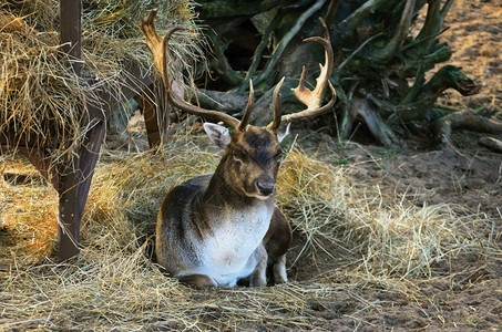 鹿在地面上躺卧的肖像草食动物喇叭哺乳图片