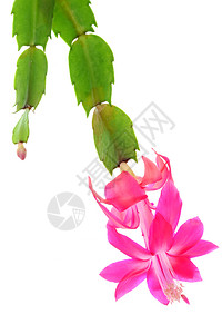 一种植物群扁铃巴西东南部湿润的丛林中一棵二手食动物植即粉红彩色圆钟状花朵其焦点成堆的图象为ZygocactusSchlumber图片