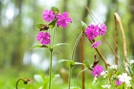 绽放花朵紫色小卉背景盛开的绿色植物紫小花盛开的绿色植物花卉背景紫色的图片