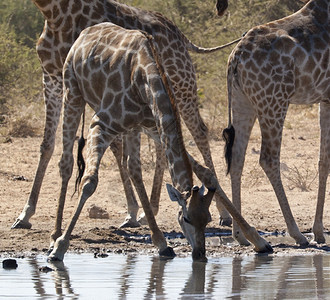 骆驼动物苹果浏览器长颈鹿Giraffacamelopardalis在纳米比亚埃托沙公园的水坑里喝图片