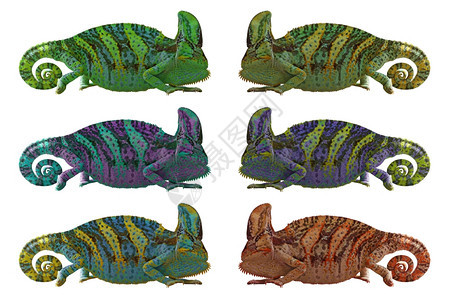 异国情调蜥蜴白色背景上孤立的外来色变素或卡赛普特拉图斯颜色图片