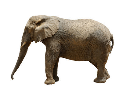 户外土地大象动物园中最大的陆地动物巨图片