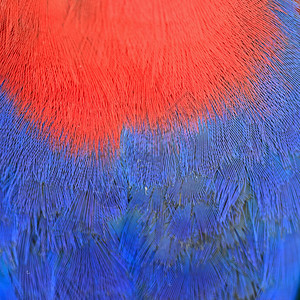 丰富多彩的动物鸟Ecectus鹦鹉羽毛图片