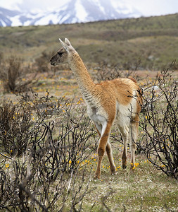 哺乳动物骆驼拍照GuanacoLamaguanicoe一种在南美洲安第斯山脉发现的美洲驼xA拍摄于智利南部巴塔哥尼亚的百内公园图片
