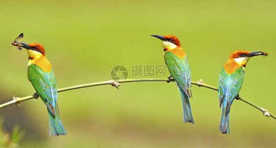 颜色阮詹五彩缤纷对于我们的小鸡来说栗子头的蜜蜂食动物在绿色自然背景的树枝上图片