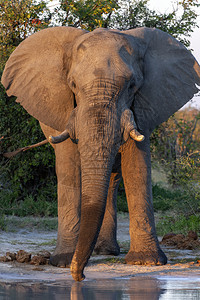 艾伦非洲博茨瓦纳萨武提地区一个水井的非洲大公牛象LoxodontaAfricana苹果浏览器水坑图片