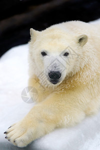 毛皮白雪上北极熊休息的动物北极熊南洲冰图片