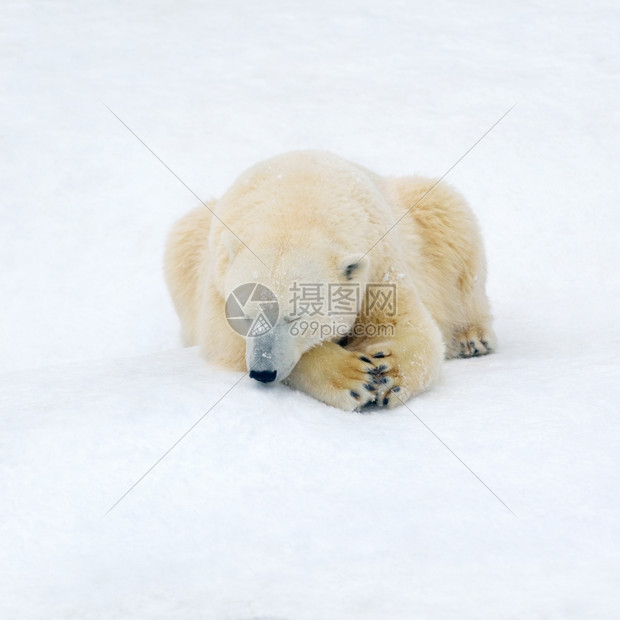 白雪上北极熊休息的动物北极熊白色的肉食动物斯克莱兹涅夫图片