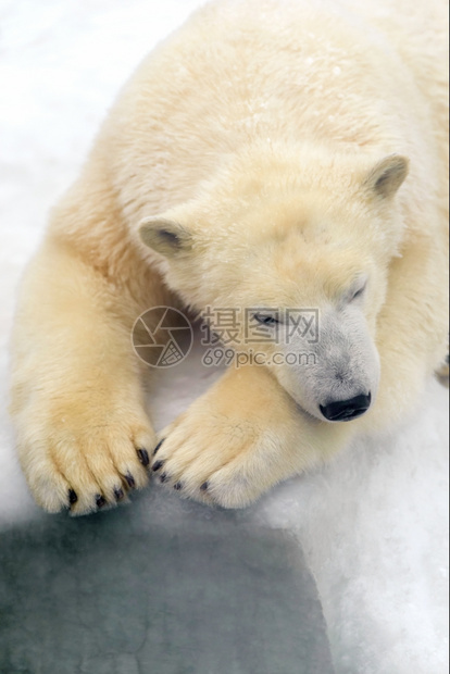 白雪上北极熊休息的动物北极熊南洲野生动物小熊座图片