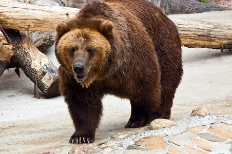 棕熊UrsusArctos的近身阿尔克托斯力量捕食者图片