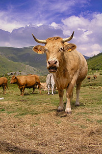 自然FreeCowAncaresLeonesesBiosphereReserve莱昂卡斯蒂利亚和莱昂西班牙欧洲牧场自由图片