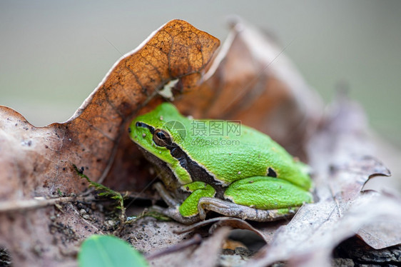 蒂米塞尼萨格一种吉罗克藏在棕叶里的青蛙近距离接图片