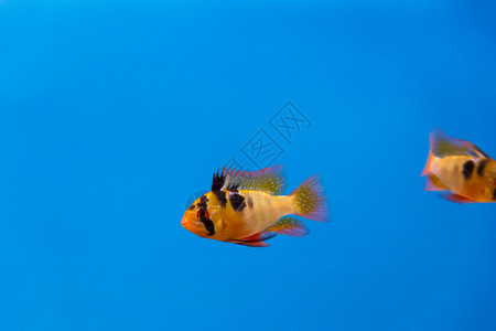 生活水下在族馆中蓝底游泳的柳橙色小鱼绿松石图片