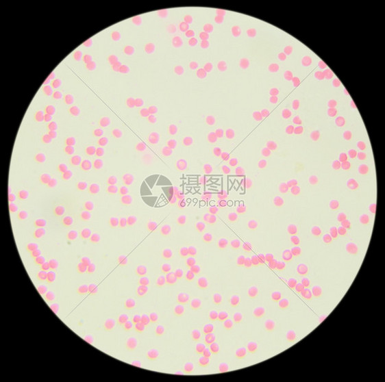 免疫学中粒细胞实验室在显微镜下的人类血液迹图片