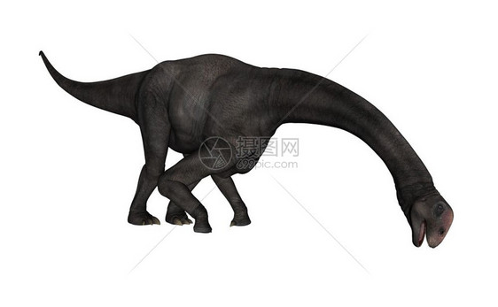 以白色背景与世隔绝的恐龙3D化为DDBrontomerus恐龙3D化为D古艺术数字的插图图片