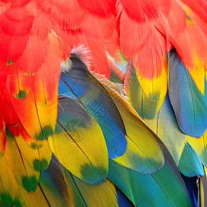美丽的鸟羽斯嘉麦考的花羽背景抽象五彩缤纷野生动物图片