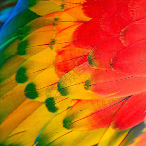 鹦鹉异国情调美丽的鸟羽斯嘉麦考的花羽背景五彩缤纷图片