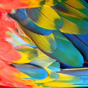 抽象的丰富多彩美丽鸟羽斯嘉麦考的花羽背景猩红图片