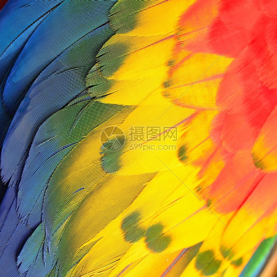 ScarletMacaw羽毛多彩背景纹理黄色的动物鸟图片